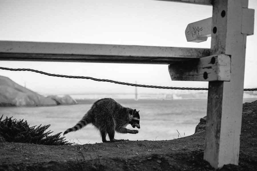 A Raccoon scavengers for food with the Golden Gate Bridge as his backdrop in San Francisco