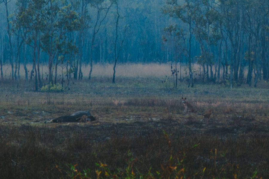 If you squint, you can see the mama dingo and her pups feasting on the buffalo