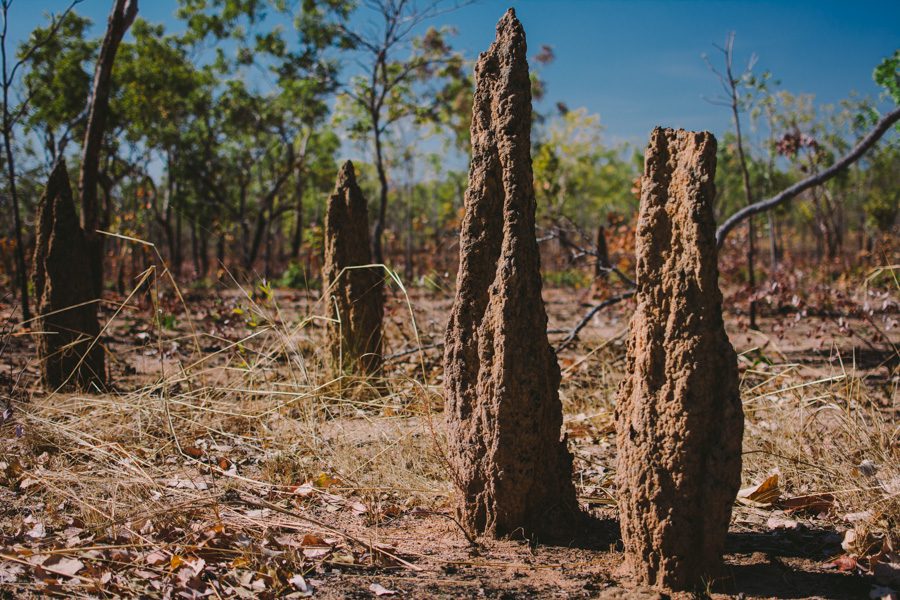 more termite mounds - these things appear to withstand any bushfire!